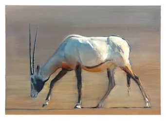 Arabische Oryx, 2010