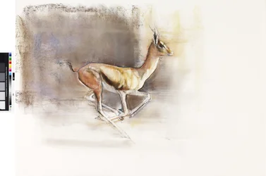 Woestijnwind (Arabische Gazelle)