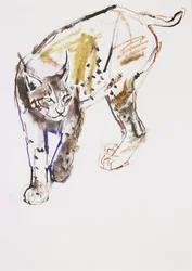 Europese Lynx