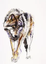 Europese Wolf