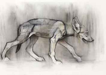 Mager Pup (Arabische Wolf), 2009