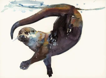 Otterstudie II - 