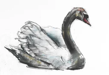Zwaan