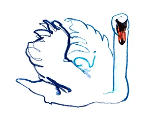 Zwaan
