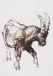 Jonge steenbok, Gran Paradiso, 2005