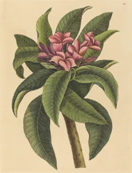 Rode Frangipanni Plumeria rubra, gepubliceerd 1731-1743