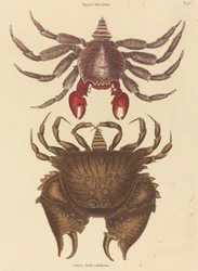 Rood gevlekte rotskrab Cancer grapsus, gepubliceerd 1731-1743