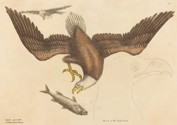 De Amerikaanse Zeearend Falco leucocephalus