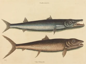 De Barracuda