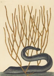De zwarte murene Muraenae helenae varietas, gepubliceerd in 1754