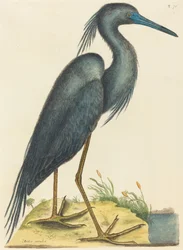 De blauwe reiger (Ardea coerulea)