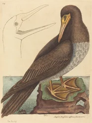 De jan-van-gent Pelecanus Sula, gepubliceerd 1731-1743.