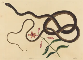 De Koetszweepslang (Coluber flagellum)