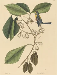 De Vinkenkruiper (Parus americanus)