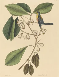 De Vinkenkruiper Parus americanus, gepubliceerd 1731-1743