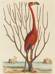 De flamingo (Phoenicopterus ruber)