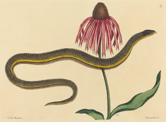 De glazen slang (Anguis ventralis)