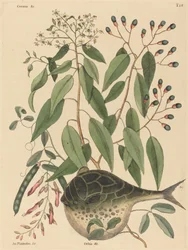 De kogelvis Tetrodon lagocephalus, gepubliceerd 1731-1743