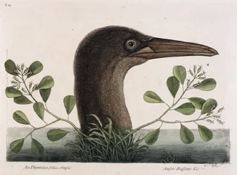 De Grote Booby (An Thymelaea foliis obtusis, Anseri Bassano  c.)
