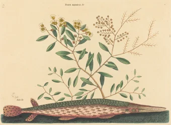 De groene garvis Esox osseus, gepubliceerd 1731-1743
