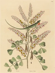 De Groene Hagedis van Jamaica (Lacerta bullaris)