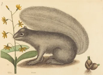 De Grijze Vosseneekhoorn (Sciurus cinereus)
