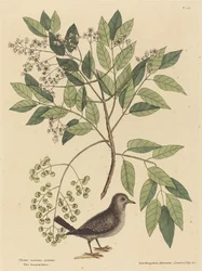 De Grondduif (Columba passerina)