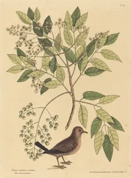 De musduif Columba passerina, gepubliceerd in 1731-1743.