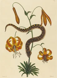De varkensneusslang (Boa contortrix)
