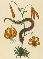 De varkensneusslang Boa contortrix, gepubliceerd 1731-1743