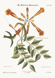 De kolibrie, 1749-73