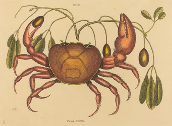 De landkrab (Cancer ruricola)