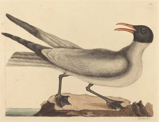 De Lachende Meeuw (Larus articilla)