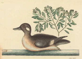 De Kleine Bruine Eend Anas rustica, gepubliceerd 1754