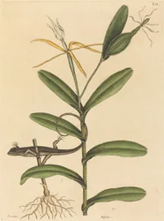 De Lyon Hagedis (Lacerta 6-lineata)