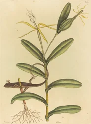 De Lyon Hagedis (Lacerta 6-lineata)