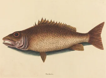 De Mangrove Snapper Labrus griseus, gepubliceerd 1754