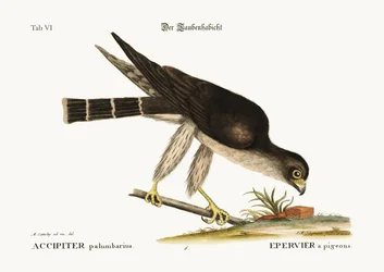 De duifvalk, 1749-73