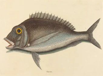 De Porgy Sparus chrysops, gepubliceerd 1754