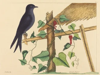 De Paarse Martin (Hirundo purpurea)