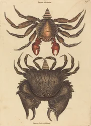 De Roodgevlekte Rotskrab (Cancer grapsus)