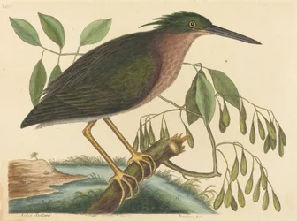 De kleine roerdomp