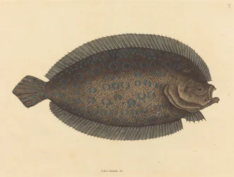 De tong Pleuronectes lunatus