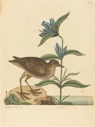 De Soree (Rallus Virginianus)