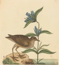 De Soree Rallus Virginianus, gepubliceerd 1731-1743