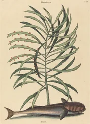 De zuigende vis (Echeneis Naucratis)