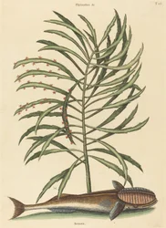 De Zuigvis Echeneis naucratis, gepubliceerd 1731-1743