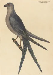 De zwaluwstaartbuizerd (Falco furcatus)
