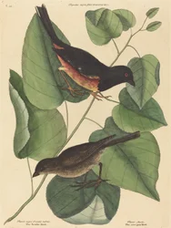 De Towhe Vogel (Fringilla erythrophthalma)