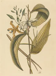 De Vanelloe (Epidendrum Vanilla)